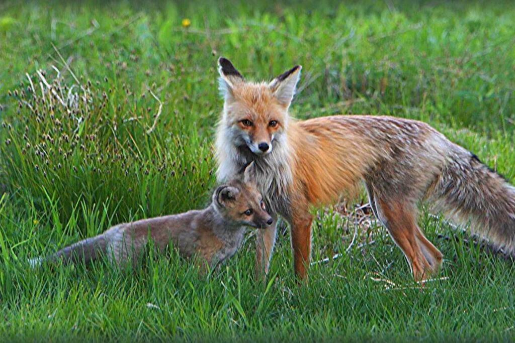 Fox Den Lodge West Yellowstone Dış mekan fotoğraf